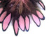 1 Dozen - Light Pink Whiting Farms Laced Hen Saddle Feathers