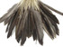 1/4 Lbs - Natural Brown Duck Pointer Primary Wing Wholesale Feathers (Bulk)