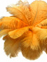 10 Pieces - 17-19" Golden Yellow Large Bleached & Dyed Ostrich Drabs Body Feathers