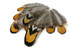 1/8 Lb. - Golden Yellow Reeves Venery Pheasant Plumage Wholesale Feathers (Bulk)