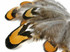 1/8 Lb. - Golden Yellow Reeves Venery Pheasant Plumage Wholesale Feathers (Bulk)