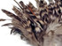 1 Yard - Natural Gray Chinchilla Strung Rooster Schlappen Wholesale Feathers (Bulk)