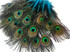 50 Pieces - Turquoise Blue Mini Natural Peacock Tail Body With Eyes Wholesale Feathers (Bulk)