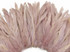 2.5  Inch Strip -  Taupe Strung Natural Bleach & Dyed Coque Tails Feathers