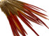 10 Pieces - 8-10" Natural Red Golden Pheasant Red Tip Loose Pointy Feathers