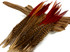 10 Pieces - 8-10" Natural Red Golden Pheasant Red Tip Loose Pointy Feathers