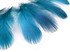 1 Pack - Turquoise Blue Mallard Duck Flank Feathers 0.10 Oz.