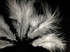 1 Pack - White Turkey Marabou Short Down Fluff Loose Feathers 0.10 Oz.