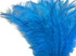 10 Pieces - 20-28" Turquoise Blue Ostrich Spads Large Feathers