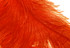 10 Pieces - 18-24" Orange Large Prime Grade Ostrich Wing Plume Centerpiece Feathers