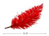 10 Pieces - 20-28" Red Ostrich Spads Large Wing Feathers