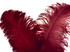 2 Pieces - 18-24" Burgundy Large Prime Grade Ostrich Wing Plume Centerpiece Feathers