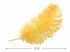 10 Pieces -  12-16" Golden Yellow Dyed Ostrich Tail Fancy Feathers