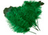 1/2 Lb - 12-16" Kelly Green Ostrich Tail Wholesale Fancy Feathers (Bulk)