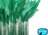 Kelly Green Stripped Coque Tail Feathers Wholesale (Bulk)