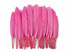 1/4 Lb. - Candy Pink Dyed Duck Cochettes Loose Wing Quill Wholesale Feather (Bulk)