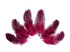 1/4 Lb - Candy Pink Guinea Hen Plumage Polka Dot Feathers Wholesale (Bulk)