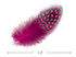 1/4 Lb - Candy Pink Guinea Hen Plumage Polka Dot Feathers Wholesale (Bulk)