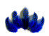 1 Pack - Royal Blue Guinea Hen Polka Dot Plumage Feathers 0.10 Oz.