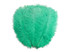 10 Pieces - 14-17" Aqua Green Ostrich Dyed Drab Body Feathers