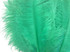 1/2 lb. - 14-17" Aqua Green Ostrich Large Body Drab Wholesale Feathers (Bulk)