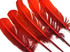 6 Pieces - Fiery Red Ombre Turkey Round Tom Wing Quill Feathers