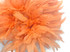 1 Yard - Peach Bleached & Dyed Strung Rooster Schlappen Wholesale Feathers (Bulk)