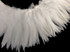 White soft strip of fluffy rooster feathers