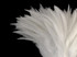 4 Inch Strip – 6-7” Natural White Strung Chinese Rooster Saddle Feathers