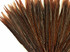 10 Pieces - 16-18" Natural Golden Pheasant Tail Feathers