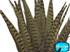 Medium length brown natural colored feathers