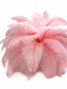 10 Pieces - 17-19" Baby Pink Large Bleached & Dyed Ostrich Drabs Body Feathers