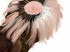 1 Piece - Champagne Whole Beaded Pinwheel Stripped Rooster Hackle Feather Plates