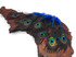 10 Pieces - Royal Blue Mini Natural Peacock Tail Body Feathers With Eyes