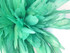 1/2 Yard - 8-10" Mint Green Strung Natural Bleach & Dyed Rooster Coque Tail Wholesale Feathers (Bulk)