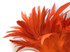 1 Yard - Orange Bleached & Dyed Strung Rooster Schlappen Wholesale Feathers (Bulk)