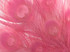 100 Pieces – Sweet Pink Bleached & Dyed Peacock Tail Eye Wholesale Feathers (Bulk) 10-12” Long 