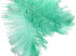 1/2 Lb - 12-16" Mint Green Ostrich Tail Wholesale Fancy Feathers (Bulk)