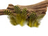 1/4 Lb - Yellow Guinea Hen Plumage Polka Dot Feathers Wholesale (Bulk)