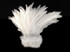 Dense Strung white rooster feathers