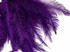 1/2 Lb - Purple Mini Spads Ostrich Wholesale Chick Body Feathers (Bulk)