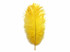 1/2 Lb. - 19-24" Yellow Ostrich Extra Long Drab Wholesale Feathers (Bulk)