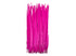 High quality feathers hot pink long ringneck pheasant tail feathers. Uses include floral arrangements, masks, costumes, and decor.