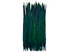 Peacock green feathers 20-22 inches in length can be used for fashion, crafting, cosplay, and decor.