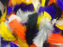 Turkey feather halloween mix. This assortment of feathers includes all of your spooky favorites including orange, black, white, yellow, and purple.