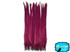 Deep Red Long Pheasant Tail Feathers