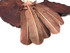 6 Pieces - Light Brown Turkey Rounds Secondary Wing Quill Feathers