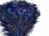 50 Pieces - 30-35" Royal Blue Dyed Over Natural Long Peacock Tail Eye Wholesale Feathers (Bulk)