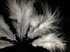 1/4 Lb - 3-4" White Turkey Marabou Short Down Fluffy Loose Wholesale Feathers (Bulk)