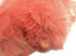 1/2 Lb - 12-16" Apricot Ostrich Tail Wholesale Fancy Feathers (Bulk)